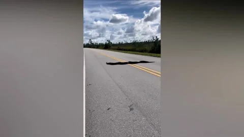 Massive 15ft Python Stretching Across Two Lanes Seen In Florida, US Stock Footage 230149288