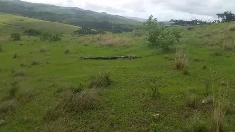 Massive African Rock Python Spotted in Ballito, Ballito, KwaZulu-Natal, South Af 動画素材 303650329