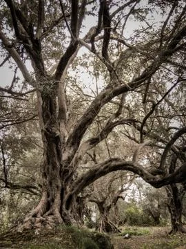 Massive Aged Olive Tree at Damour Lebanon Stock Photos