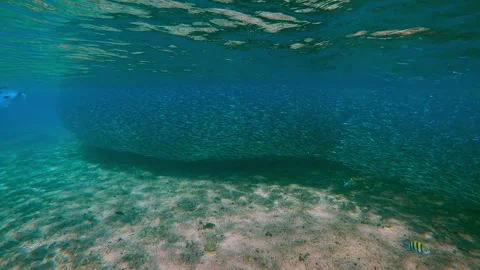 Massive aggregation of Atherina fish stretched in long chain along shore as far Stock Footage 336513169