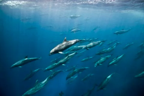 Massive aggregation of bottlenose dolphins (tursiops sp) chase after baitfish, Foto stock