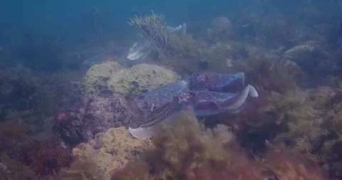 Massive Aggregation Of Cuttlefish Stock Footage 318287617