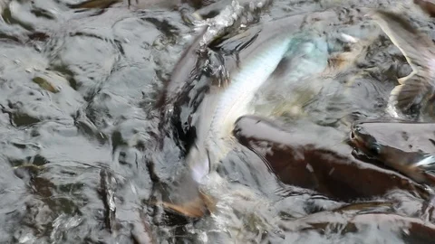 Massive aggressive shark catfish searching and waiting for food Video stock 94198329