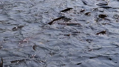 Massive aggressive shark catfish searching and waiting for food Video stock 102650243