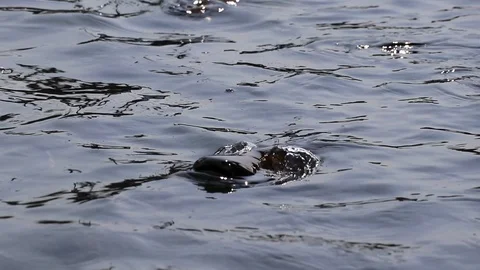 Massive aggressive shark catfish searching and waiting for food Video stock 102650646
