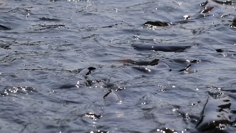 Massive aggressive shark catfish searching and waiting for food Video stock 102650720
