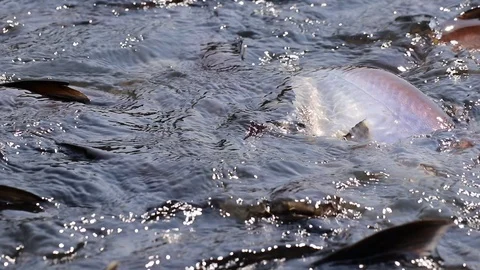 Massive aggressive shark catfish searching and waiting for food Stock Footage 102650866