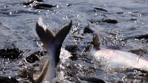 Massive aggressive shark catfish searching and waiting for food Video stock 102650990