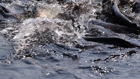 Massive aggressive shark catfish searching and waiting for food Video stock 102651074