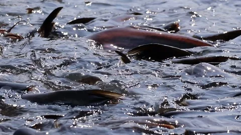 Massive aggressive shark catfish searching and waiting for food Video stock 102655276