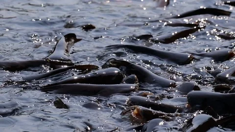 Massive aggressive shark catfish searching and waiting for food Video stock 102655662
