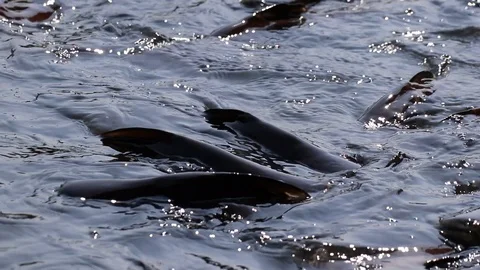 Massive aggressive shark catfish searching and waiting for food Stock Footage 102655987