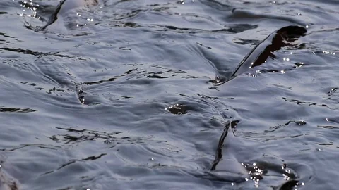 Massive aggressive shark catfish searching and waiting for food Stock Footage 102656201