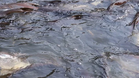 Massive aggressive shark catfish searching and waiting for food Stock Footage 102656695