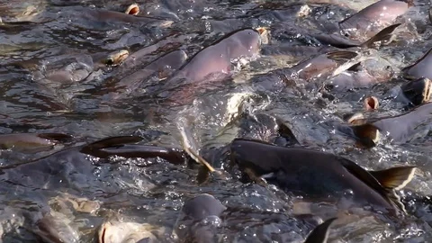 Massive aggressive shark catfish searching and waiting for food Video stock 102657089