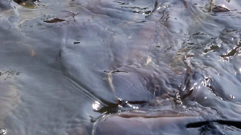 Massive aggressive shark catfish searching and waiting for food Video stock 102657296