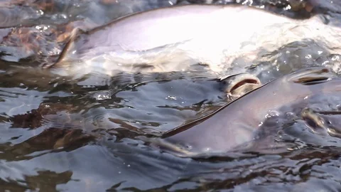 Massive aggressive shark catfish searching and waiting for food Video stock 102657783