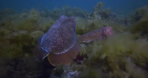 Massive Agregation Of Australian Giant Cuttlefish A Stock Footage 318378409