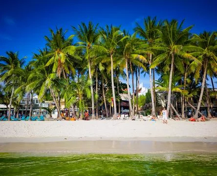 Massive algae bloom making emerald green water in Boracay island in Philippines 스톡 사진