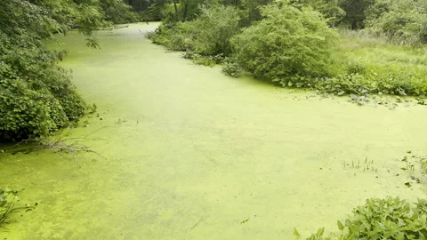 Massive algae bloom transforms river into thick green quagmire Stock Footage 329129272