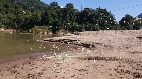Massive amount of white butterflies flutter, fly and sit on beach shore, sunny Vídeos de archivo 81603554