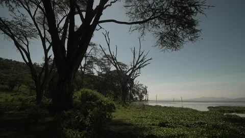Massive Ancient Fig Tree Trunk and Canopy Kenya Stock Footage 333217233