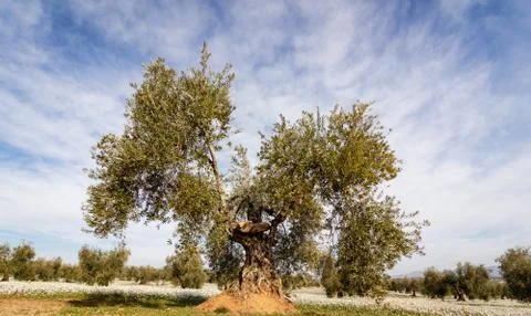 Massive ancient olive tree in spain on a sunny day Stock Photos