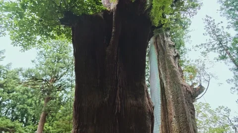 Massive Ancient Sacred Cedar Trees Wrapped in Shimenawa Rope Vidéo 348680397
