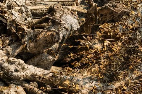 Massive Ancient Tree Root System and Aerial Roots Pattern Background, Natur.. Stock Photos