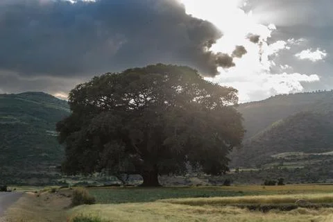 Massive Ancient Tree Under Dramatic Storm Clouds in Ethiopia Stock Photos