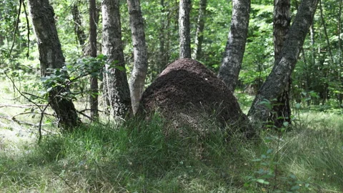 A massive anthill in a birch forest. Stock Footage 314680358