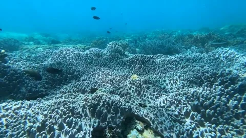 Massive Area Of Soft Corals (Sinularia numerosa) Clip4953 스톡 동영상 243718763
