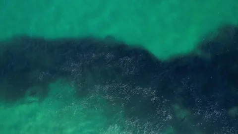 Massive Bait Ball in Brunswick Ocean with Shark Swimming Among Thousands of Stock Footage 331656730