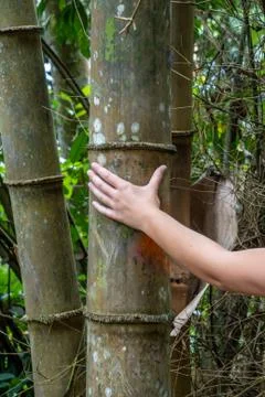 Massive bamboo stem in tropical rain forest of Malaysia Stock Photos