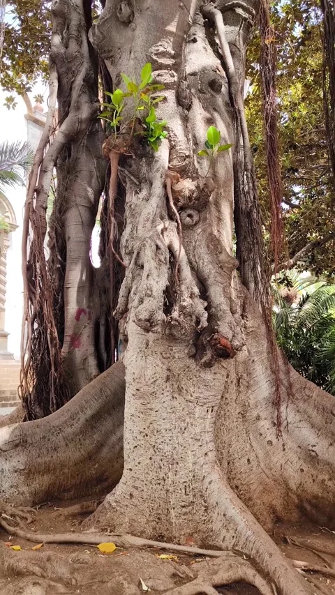 Massive banyan (ficus) tree trunk with aerial roots and dense leafy canopy Stock Footage 329439819
