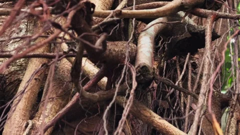 Massive Banyan Tree Buttress Roots Close Up in Tropical Jungle 库存影片 342891759