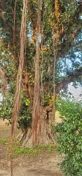 Massive banyan tree trunk with aerial roots in a sunlit park Stock Photos