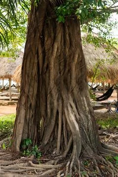 Massive banyan tree trunk with complex aerial roots and thick textured bark Stock Photos