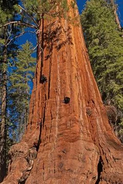 Massive Base of an Ancient Sequoia Stockfoto's