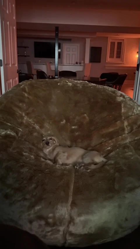 Massive Bean Bag Made for Tiny King, usa - 20 Sep 2025 Stock Footage 318251436