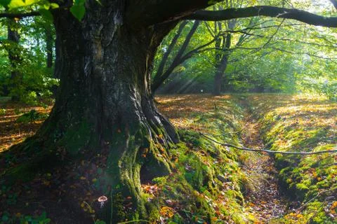 Massive beech tree Stock Photos