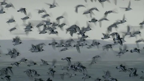 Massive bird flock flying over the sea Stock Footage 99058707