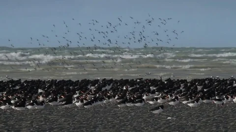 Massive bird flock flying over the sea coast. Stock Footage 99058735