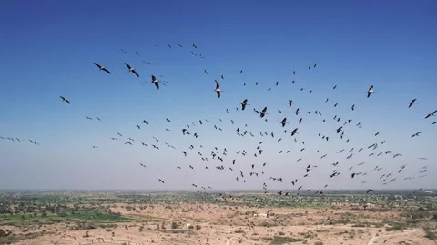 Massive Bird Flock Flying Over Desert Landscape Aerial Drone View 스톡 동영상 329197267