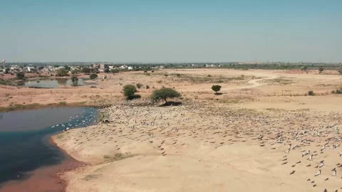 Massive Bird Flock Flying Over Desert Landscape Stock Footage 329197291