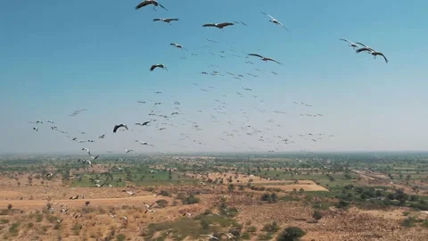 Massive Bird Flock Flying Over Desert Landscape Aerial Drone View Stock Footage 329197299