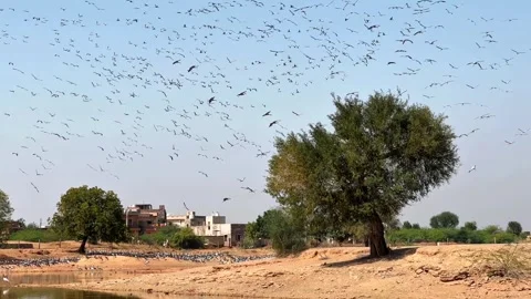 Massive Bird Flock Flying Over Village Landscape Stock Footage 329848802