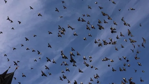 Massive bird flock forming visual pattern above gothic tower in blue sky Stock Footage 326194329