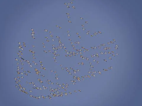 Massive Bird Flock Migrating Across a Clear Blue Sky Stock Photos