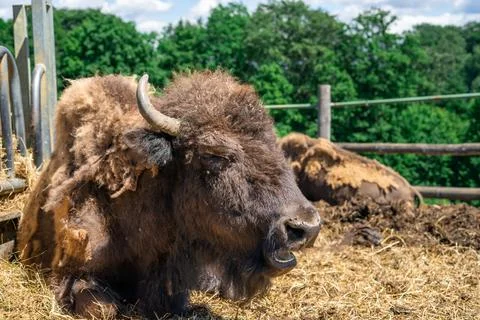 A massive bison lying down and chewing hay against a background of green fore Stock Photos